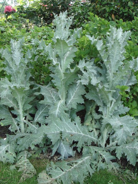 Onopordon acanthium